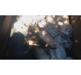 Asociaciones protectoras y PACMA  alertan sobre animales abandonados en contenedores de basura de Tarifa y Algeciras