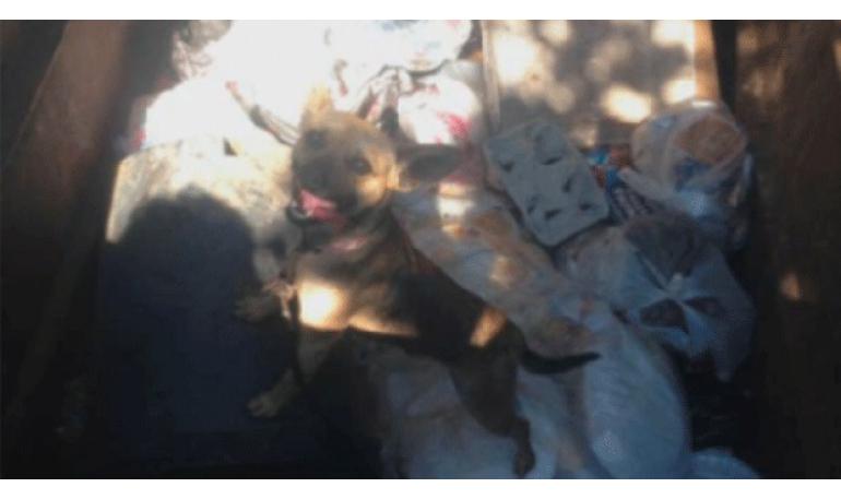 Asociaciones protectoras y PACMA alertan sobre animales abandonados en contenedores de basura de Tarifa y Algeciras