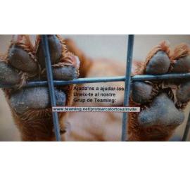 Aviso desde Prote D animals Arca Tortosa, están poniendo lazos en batea