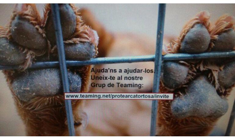 Aviso desde Prote D animals Arca Tortosa, están poniendo lazos en batea