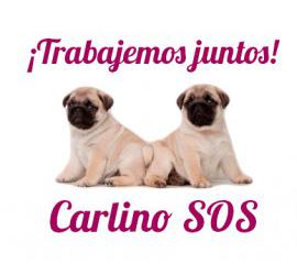 Asociaciones, perreras, etc ¡Utilizadnos!