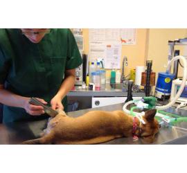 Abre en Barcelona un consultorio veterinario para mascotas adoptadas y maltratadas