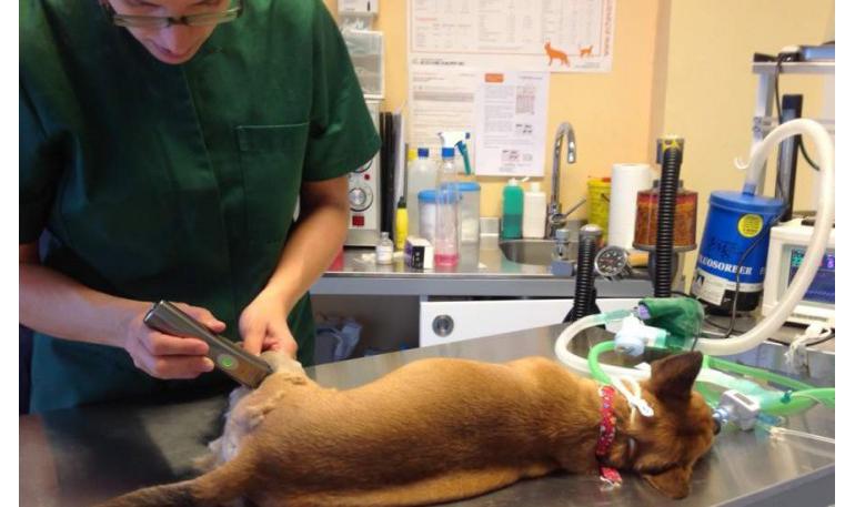 Abre en Barcelona un consultorio veterinario para mascotas adoptadas y maltratadas