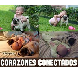 Tu carlino y tu bebé