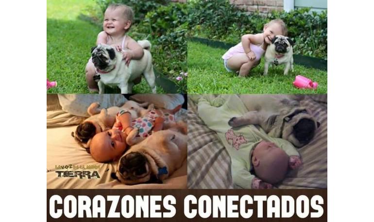 Tu carlino y tu bebé