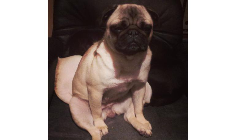¿Debo esterilizar/castrar a mi pug?