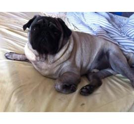 ¡Alfred ya está en casa!