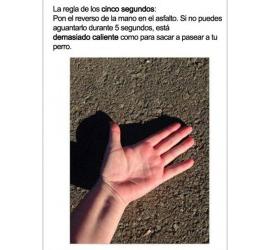 5 segundos para evitar que tu perro se queme el plantar