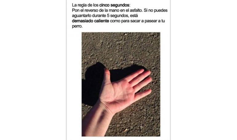 5 segundos para evitar que tu perro se queme el plantar