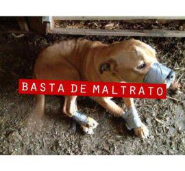 No a la crueldad animal