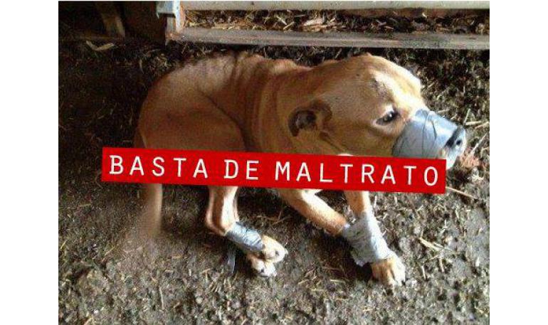 No a la crueldad animal