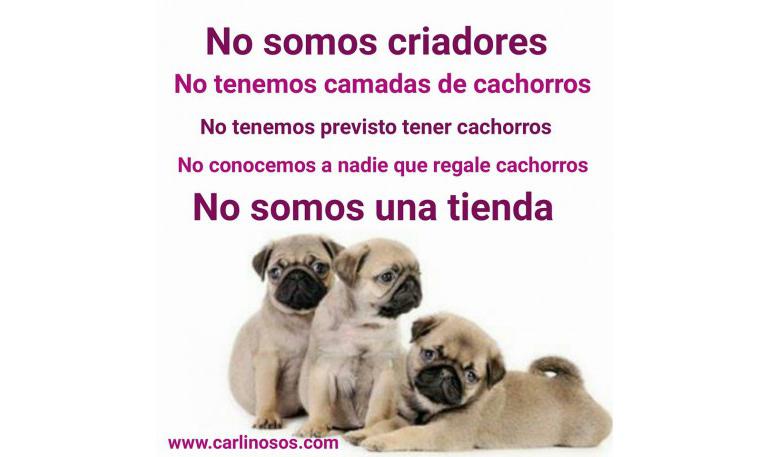 Comunicado general a quienes nos piden cachorros sin cesar