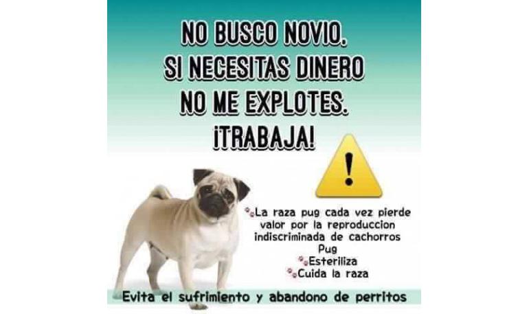 No buscan novio y no buscan novia - No a la explotación carlina