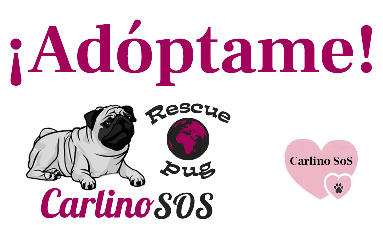 Adoptar un pug en una tienda de animales