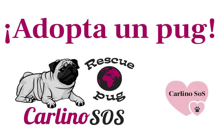 ¿Dónde encontrar un pug en adopción?