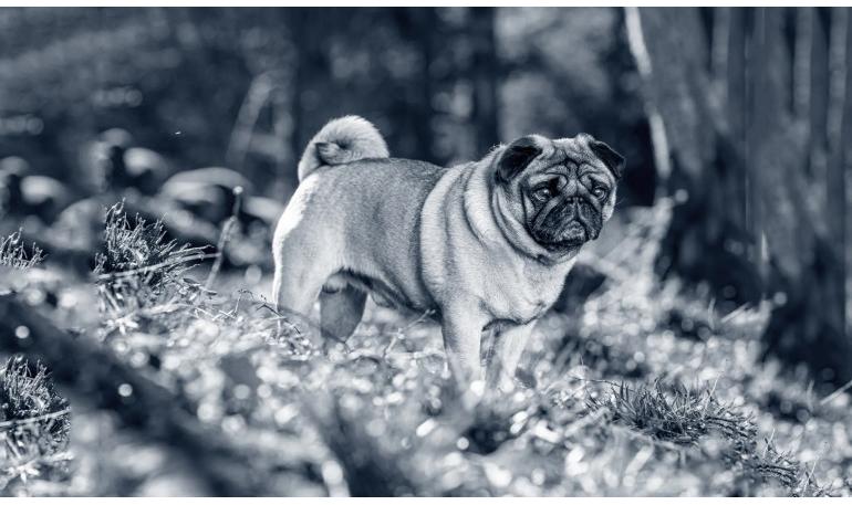 Consejos para lidiar con la agresividad en perros adoptados