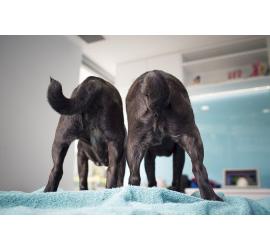Las razones por las que algunos perros adoptados pueden necesitar rehabilitación