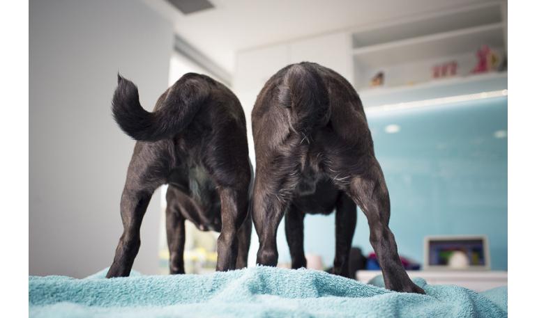 Las razones por las que algunos perros adoptados pueden necesitar rehabilitación