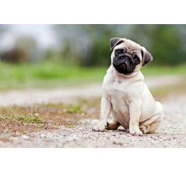 Consejos para ayudar a un perro a adaptarse a una nueva familia