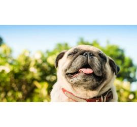 Cómo hacer que la transición de un perro rescatado sea más fácil