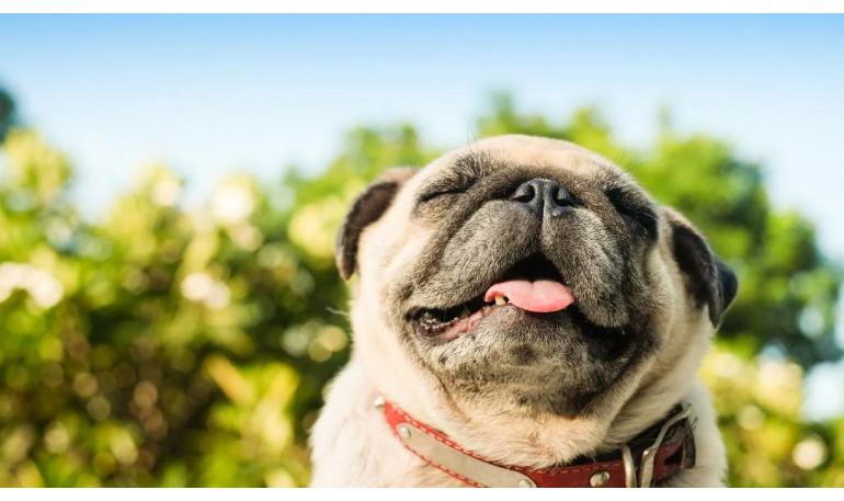 Cómo hacer que la transición de un perro rescatado sea más fácil