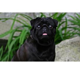 Cómo preparar a tu hogar para un nuevo cachorro adoptado
