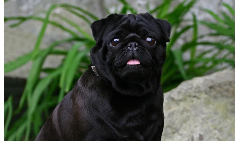Cómo preparar a tu hogar para un nuevo cachorro adoptado