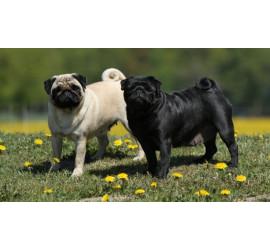 Razones por las que los perros adoptados pueden necesitar tiempo para adaptarse a su nuevo hogar