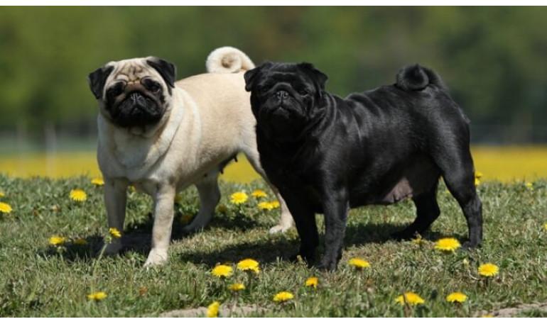 Razones por las que los perros adoptados pueden necesitar tiempo para adaptarse a su nuevo hogar