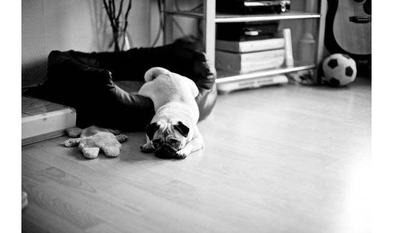 Cómo hacer que tu hogar sea seguro para tu perro recién adoptado