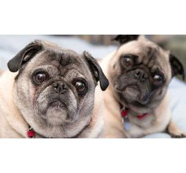 Los desafíos y recompensas de adoptar perros mayores