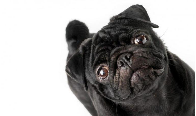 Beneficios de la adopción de perros de refugio en lugar de comprar cachorros