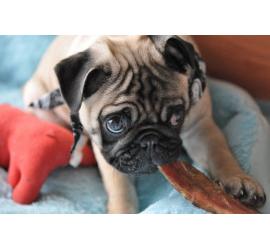 Consejos para socializar a un perro adoptado