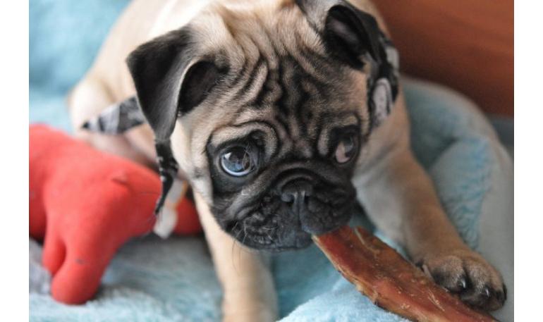 Consejos para socializar a un perro adoptado