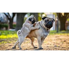 Mitos comunes sobre los perros adoptados adultos