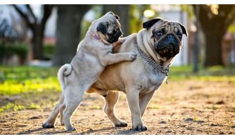 Mitos comunes sobre los perros adoptados adultos