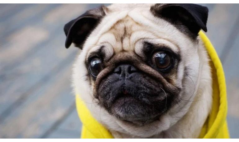 Mitos comunes sobre los perros adoptados