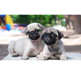 Las mejores formas de socializar a un perro adoptado con otros perros