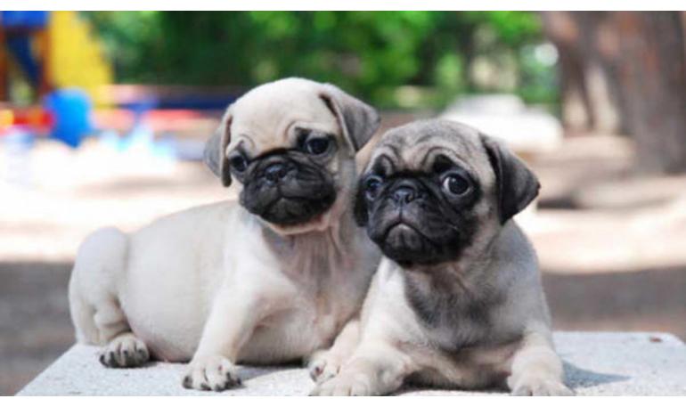 Las mejores formas de socializar a un perro adoptado con otros perros