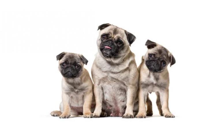 Cómo hacer que tu perro se sienta más cómodo con los extraños