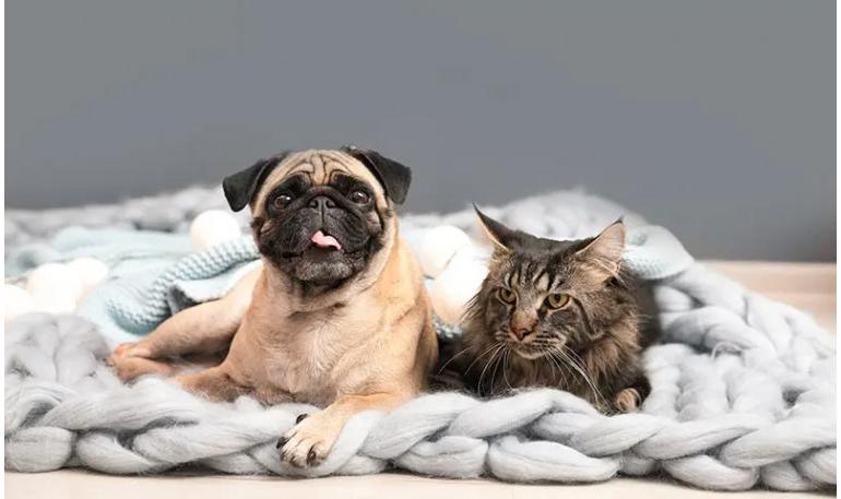 Cómo hacer que tu perro se sienta más cómodo en una casa un gato
