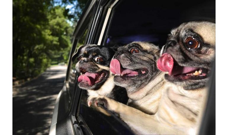 Consejos para viajar con un perro adoptado