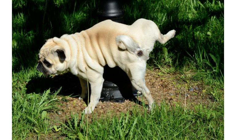 Cómo hacer que tu perro se sienta más cómodo en un parque para perros