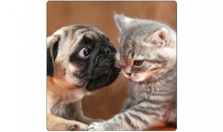 Cómo hacer que tu perro se sienta más cómodo en una casa con varios gatos