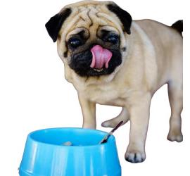 Alimentos que los perros sí deberían comer