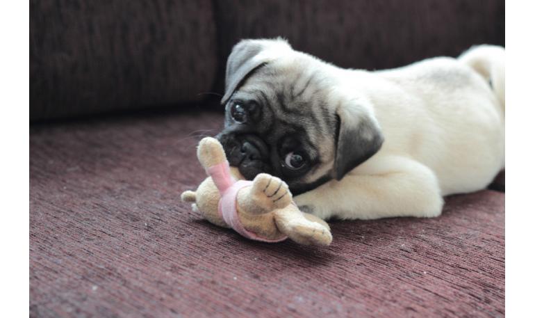 La enfermedad del virus del moquillo canino