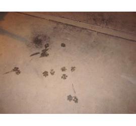 Multan con 240 euros por arrojar a su perro desde un cuarto piso y golpearlo
