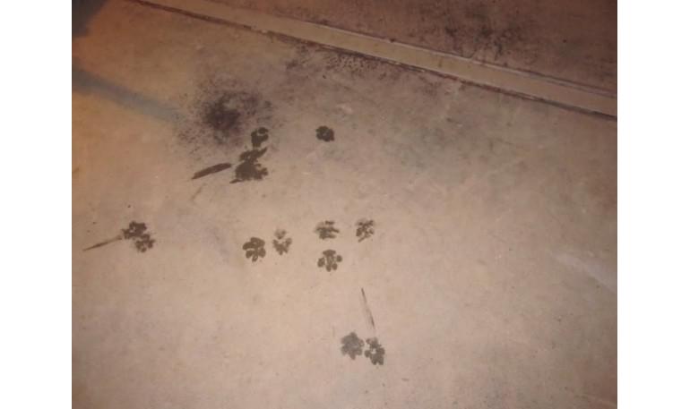 Multan con 240 euros por arrojar a su perro desde un cuarto piso y golpearlo