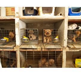 Rescatan 323 perros en dos centros de crí­a y venta clandestina