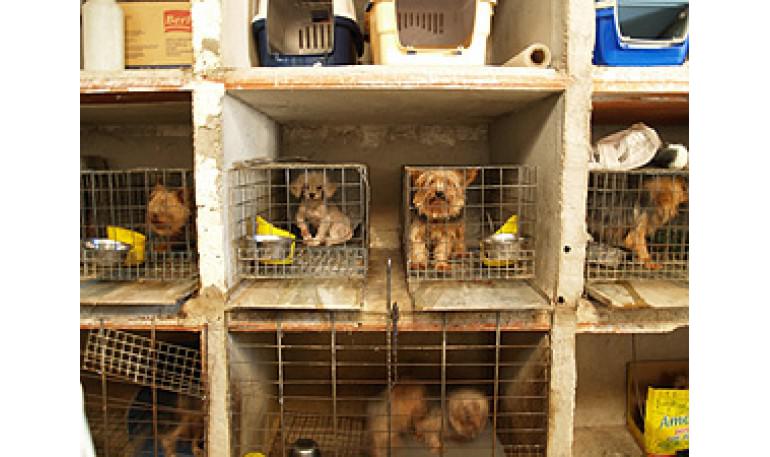 Rescatan 323 perros en dos centros de cría y venta clandestina